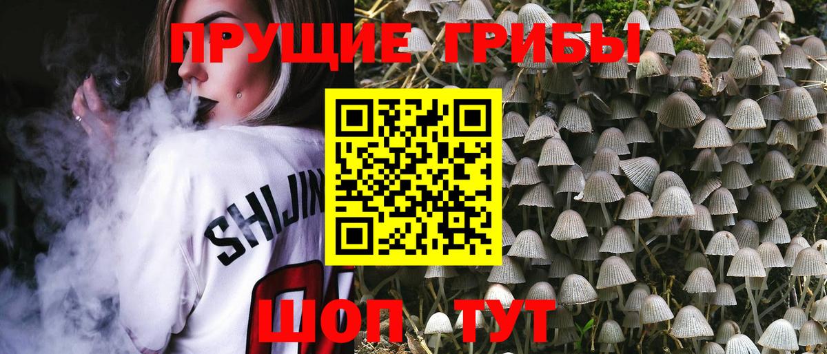 Псилоцибиновые грибы Psilocybine cubensis Тверь
